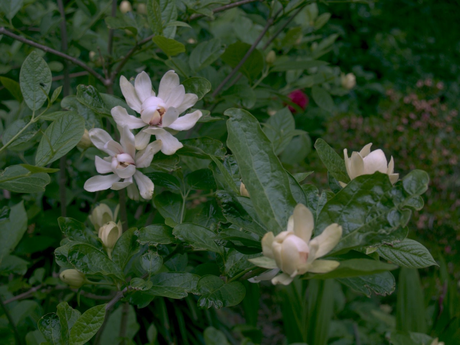 Calycanthus x raulstonii 'Venus' - Herrenkamper Gärten - Pflanzenraritäten