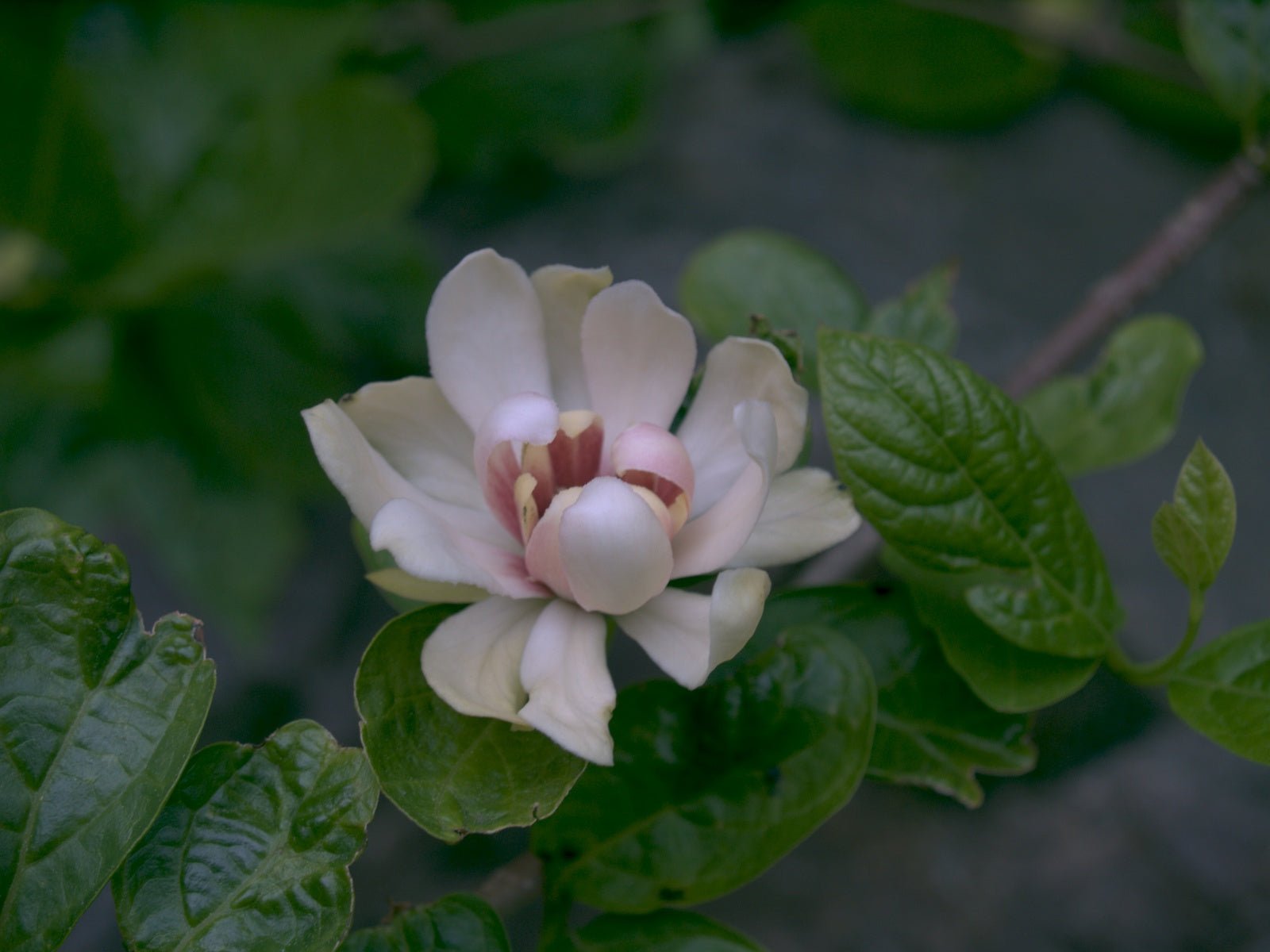 Calycanthus x raulstonii 'Venus' - Herrenkamper Gärten - Pflanzenraritäten