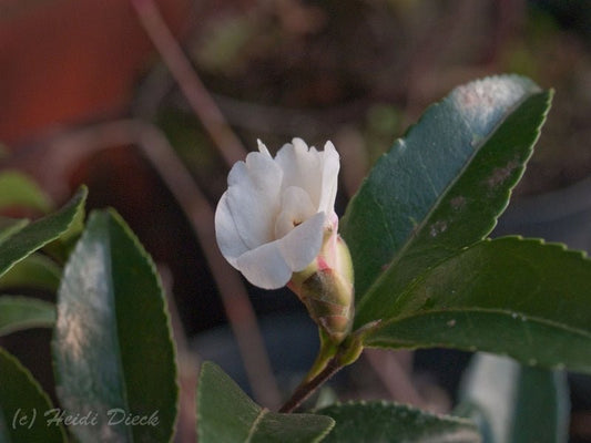 Camellia caudata - Herrenkamper Gärten - Pflanzenraritäten