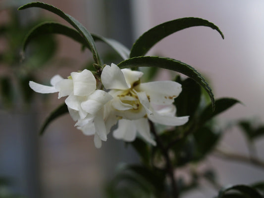 Camellia cuspidata - Herrenkamper Gärten - Pflanzenraritäten