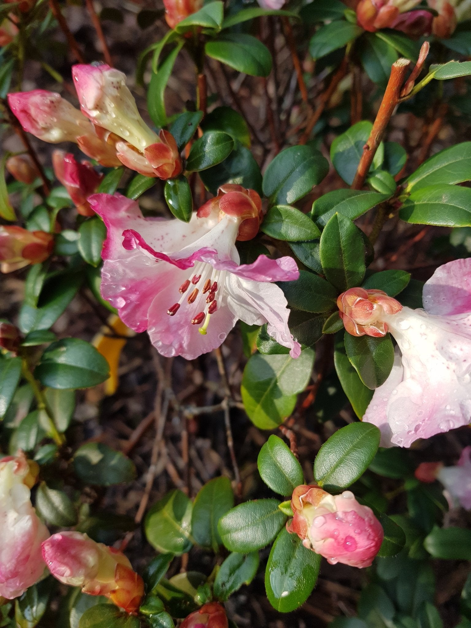 Camellia grijsii - Herrenkamper Gärten - Pflanzenraritäten