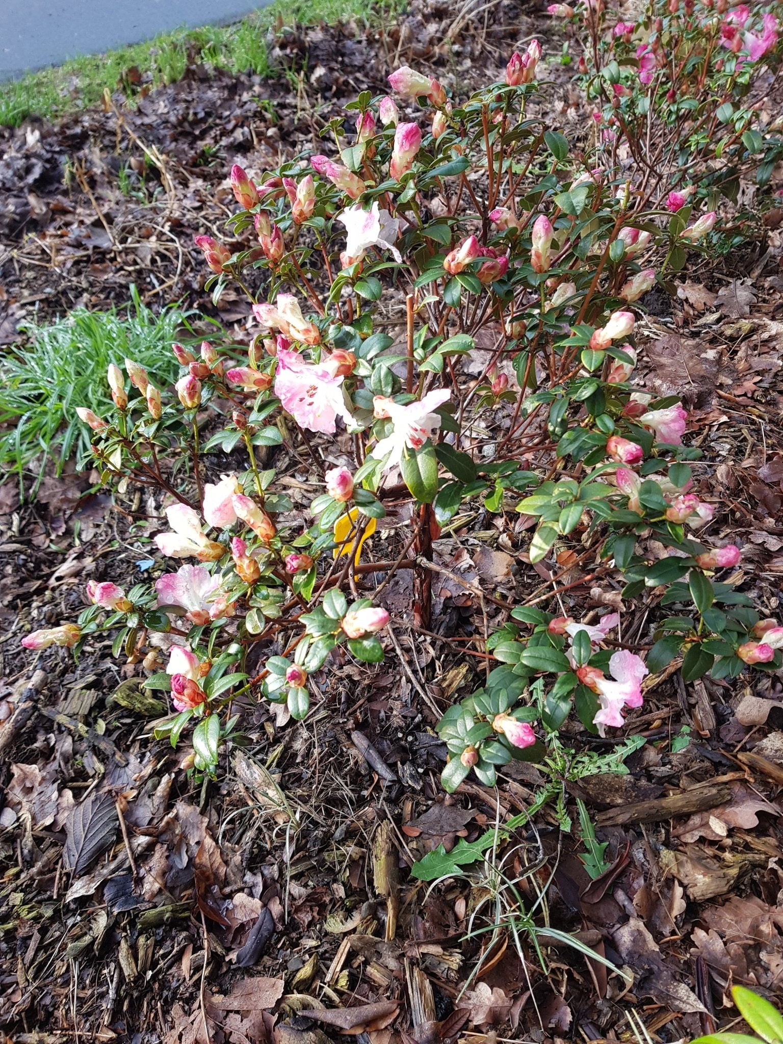 Camellia grijsii - Herrenkamper Gärten - Pflanzenraritäten