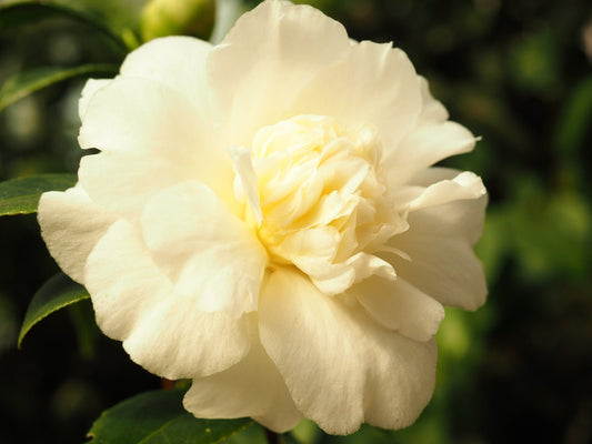 Camellia japonica 'Brushfield Yellow' - Herrenkamper Gärten - Pflanzenraritäten