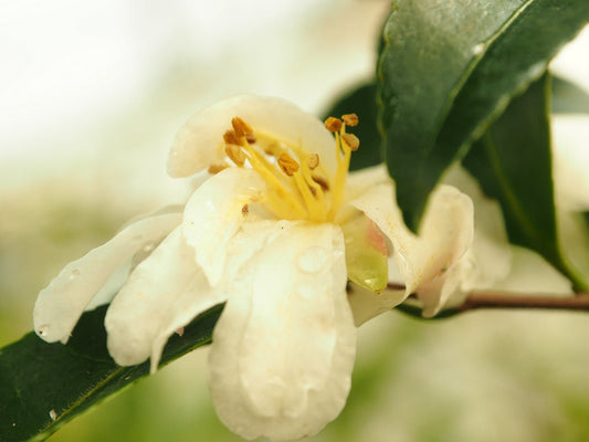 Camellia oleifera - Herrenkamper Gärten - Pflanzenraritäten