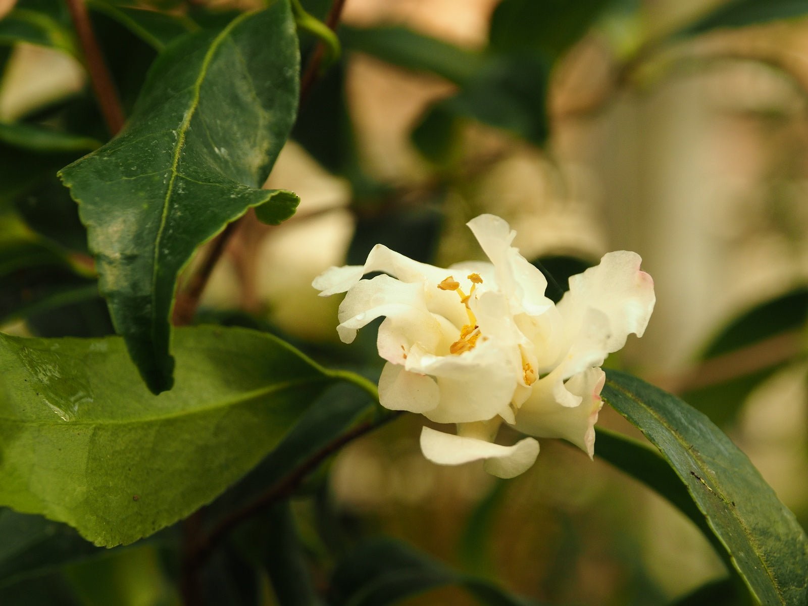 Camellia oleifera - Herrenkamper Gärten - Pflanzenraritäten