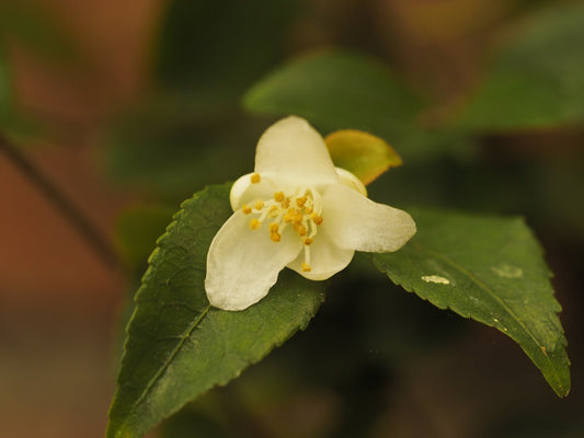 Camellia parvilimba - Herrenkamper Gärten - Pflanzenraritäten