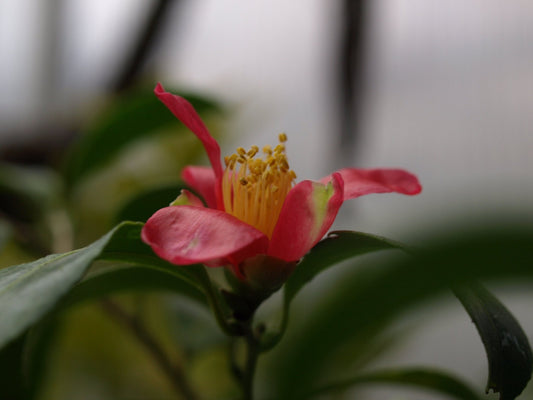 Camellia puniceiflora - Herrenkamper Gärten - Pflanzenraritäten