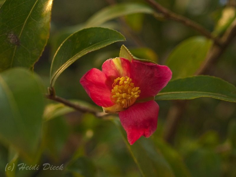 Camellia puniceiflora - Herrenkamper Gärten - Pflanzenraritäten