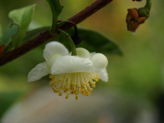 Camellia sinensis - Herrenkamper Gärten - Pflanzenraritäten