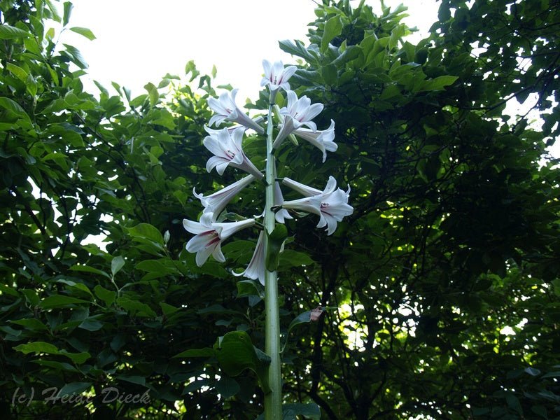 Cardiocrinum giganteum - Herrenkamper Gärten - Pflanzenraritäten