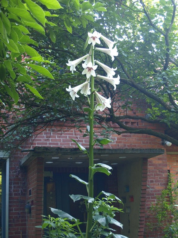 Cardiocrinum giganteum - Herrenkamper Gärten - Pflanzenraritäten