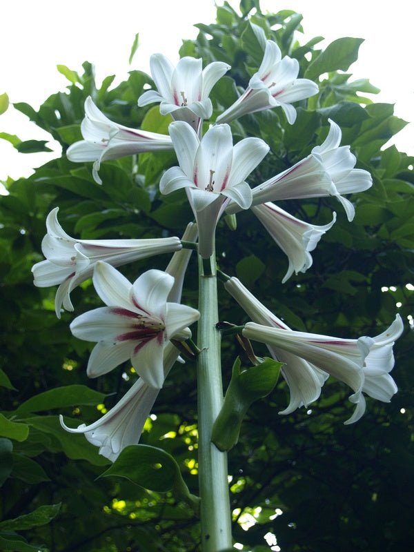 Cardiocrinum giganteum - Herrenkamper Gärten - Pflanzenraritäten