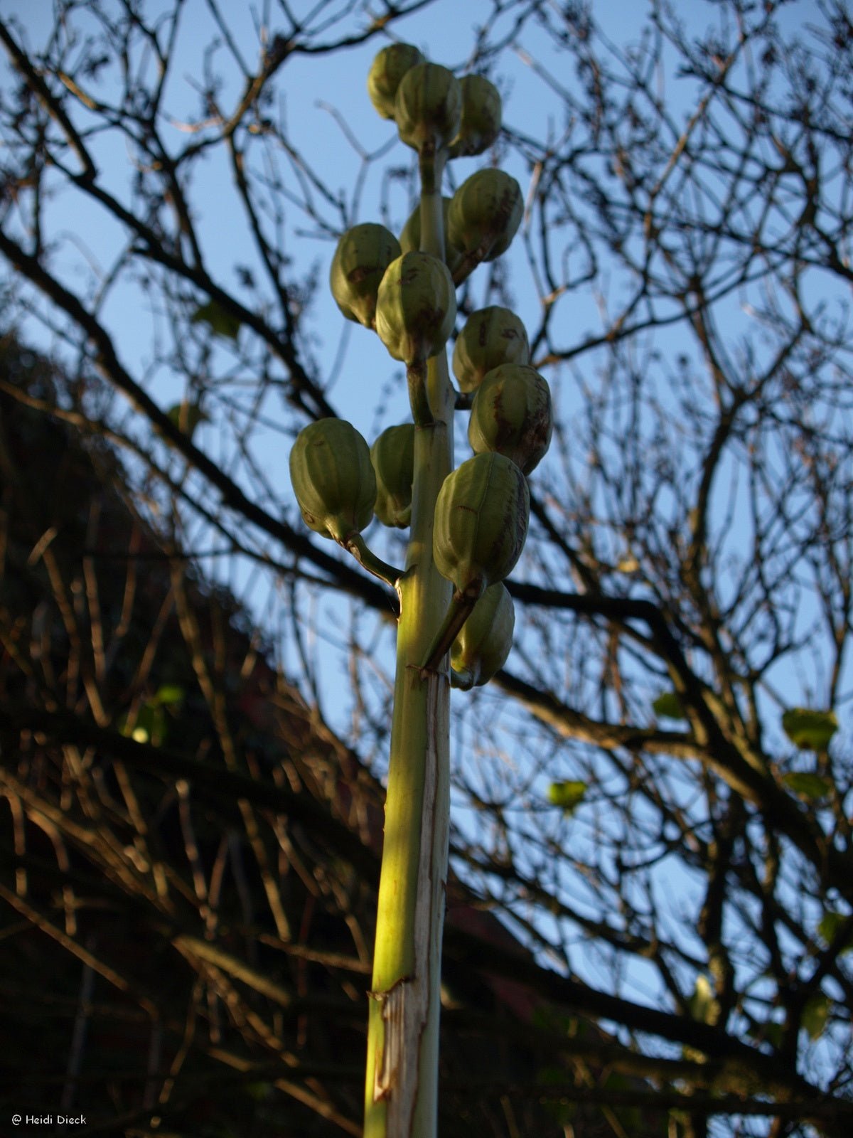 Cardiocrinum giganteum - Herrenkamper Gärten - Pflanzenraritäten