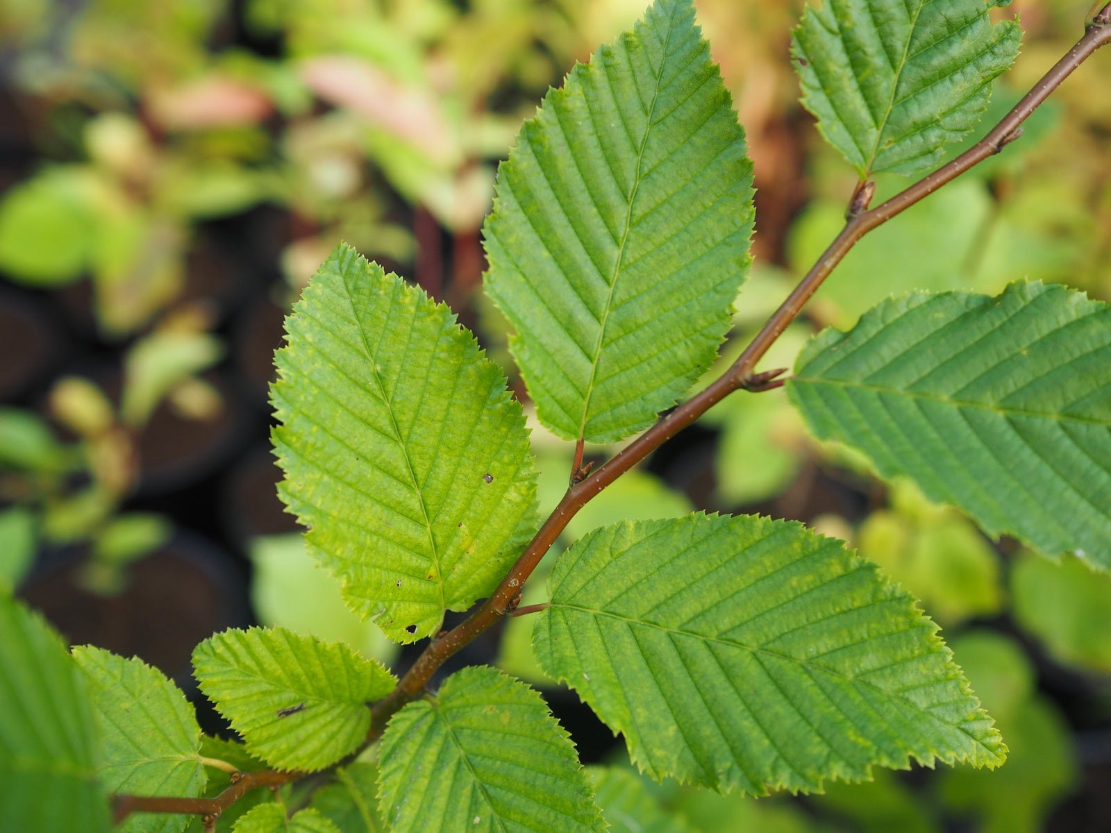 Carpinus caroliniana - Herrenkamper Gärten - Pflanzenraritäten