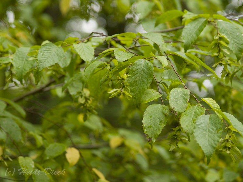 Carpinus caroliniana - Herrenkamper Gärten - Pflanzenraritäten