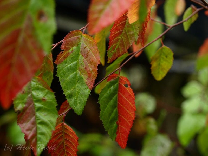 Carpinus caroliniana - Herrenkamper Gärten - Pflanzenraritäten