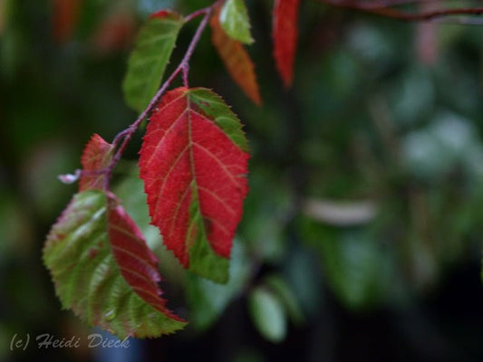 Carpinus caroliniana - Herrenkamper Gärten - Pflanzenraritäten