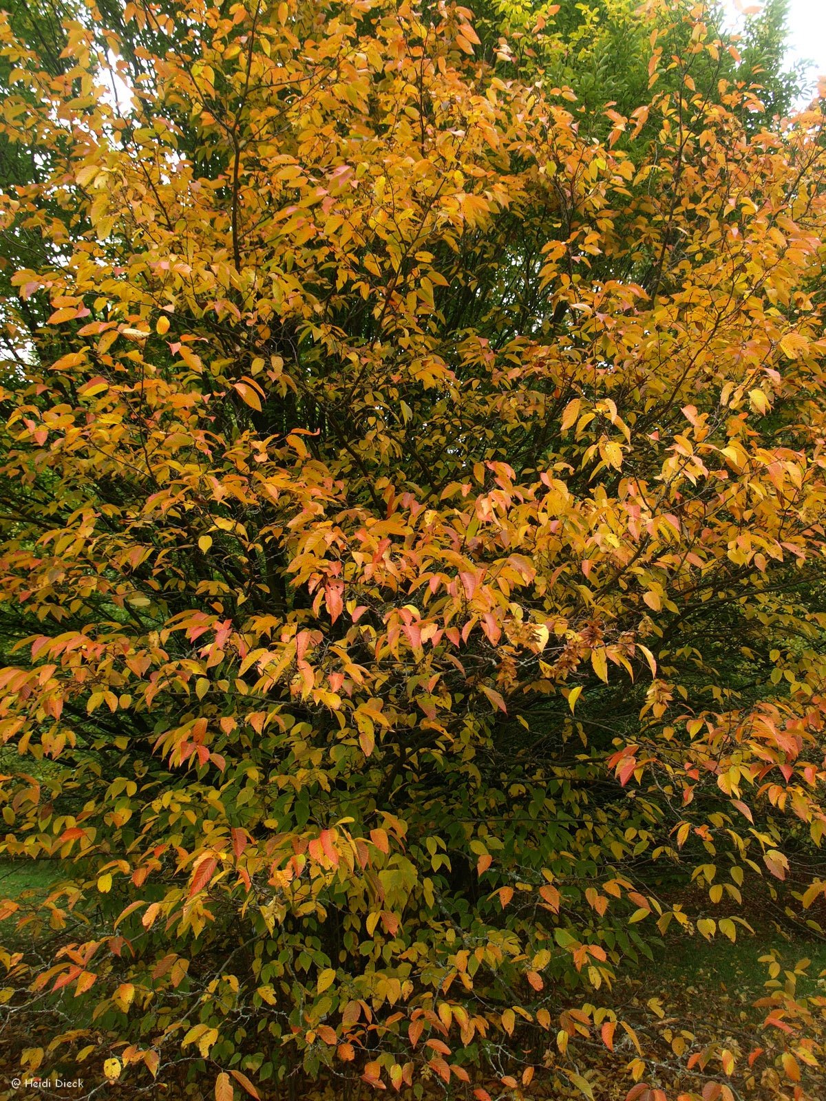 Carpinus caroliniana - Herrenkamper Gärten - Pflanzenraritäten