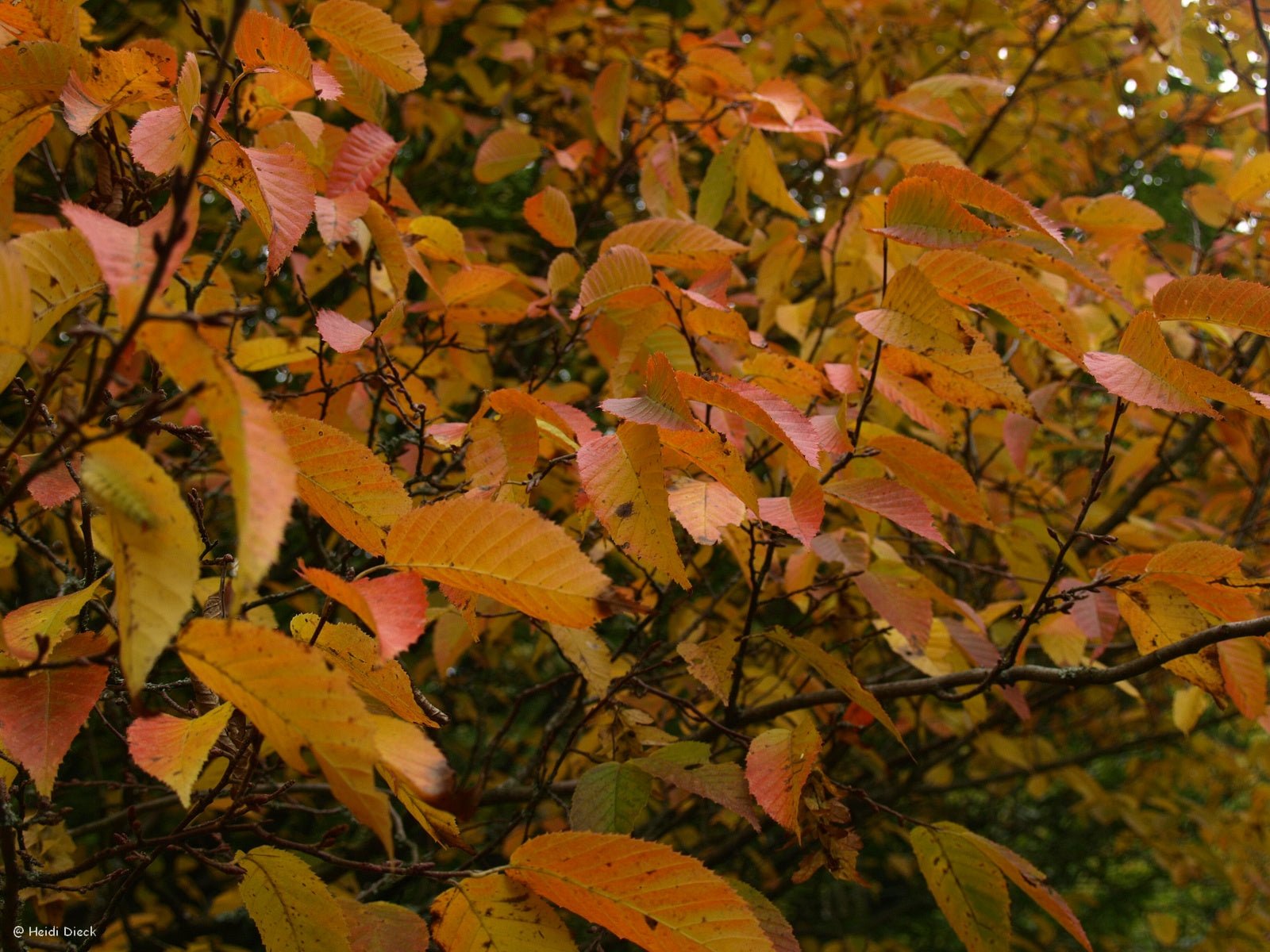 Carpinus caroliniana - Herrenkamper Gärten - Pflanzenraritäten