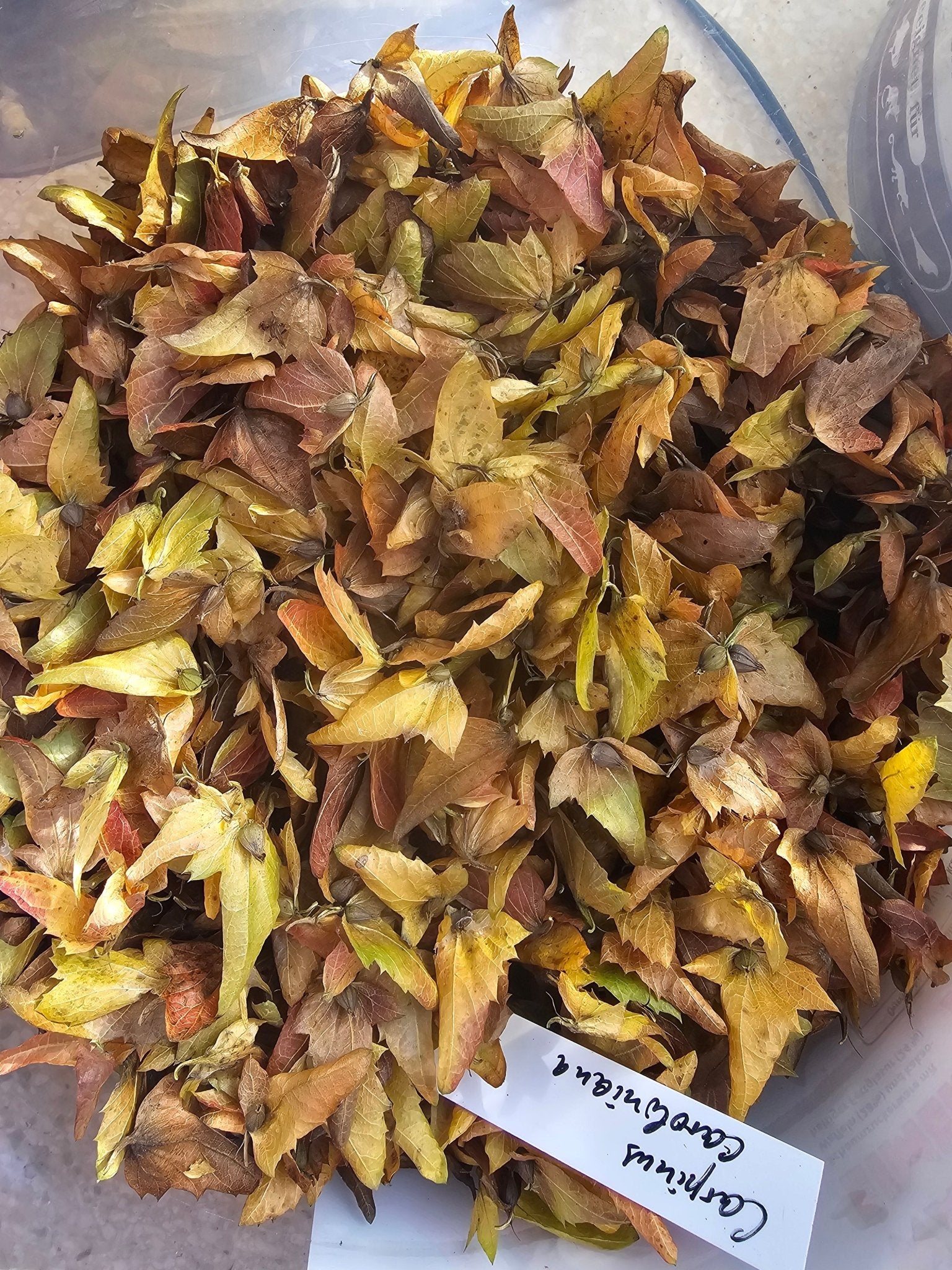 Carpinus caroliniana - Saat - Herrenkamper Gärten - Pflanzenraritäten