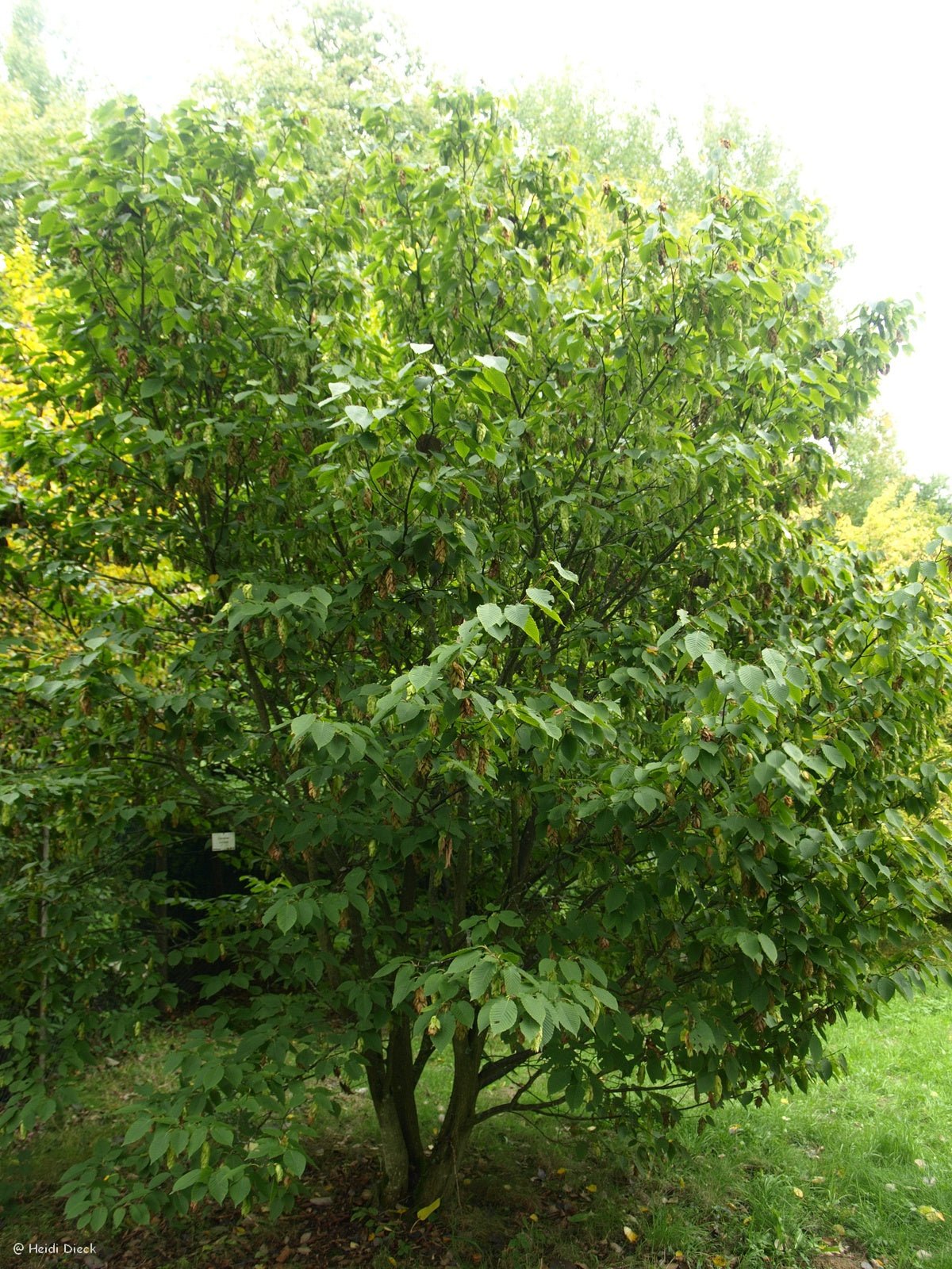 Carpinus cordata - Herrenkamper Gärten - Pflanzenraritäten