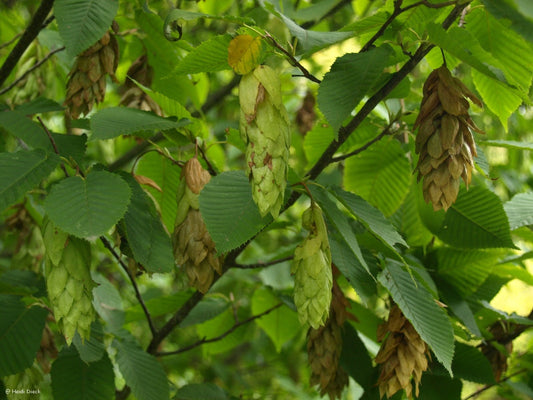 Carpinus cordata - Herrenkamper Gärten - Pflanzenraritäten