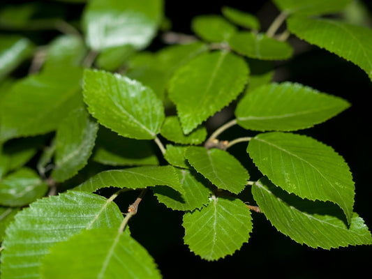 Carpinus coreana - Herrenkamper Gärten - Pflanzenraritäten