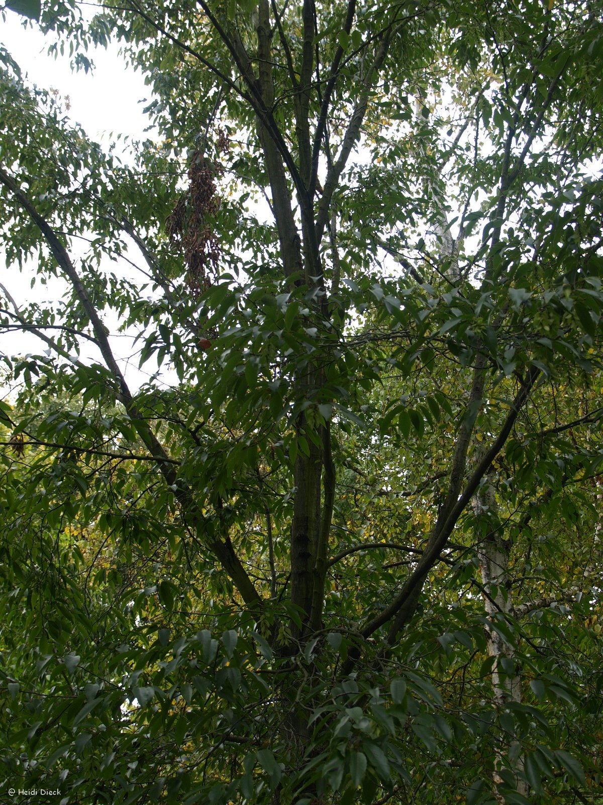 Carpinus henryana - Herrenkamper Gärten - Pflanzenraritäten