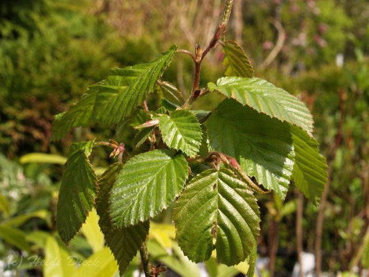 Carpinus henryana - Herrenkamper Gärten - Pflanzenraritäten