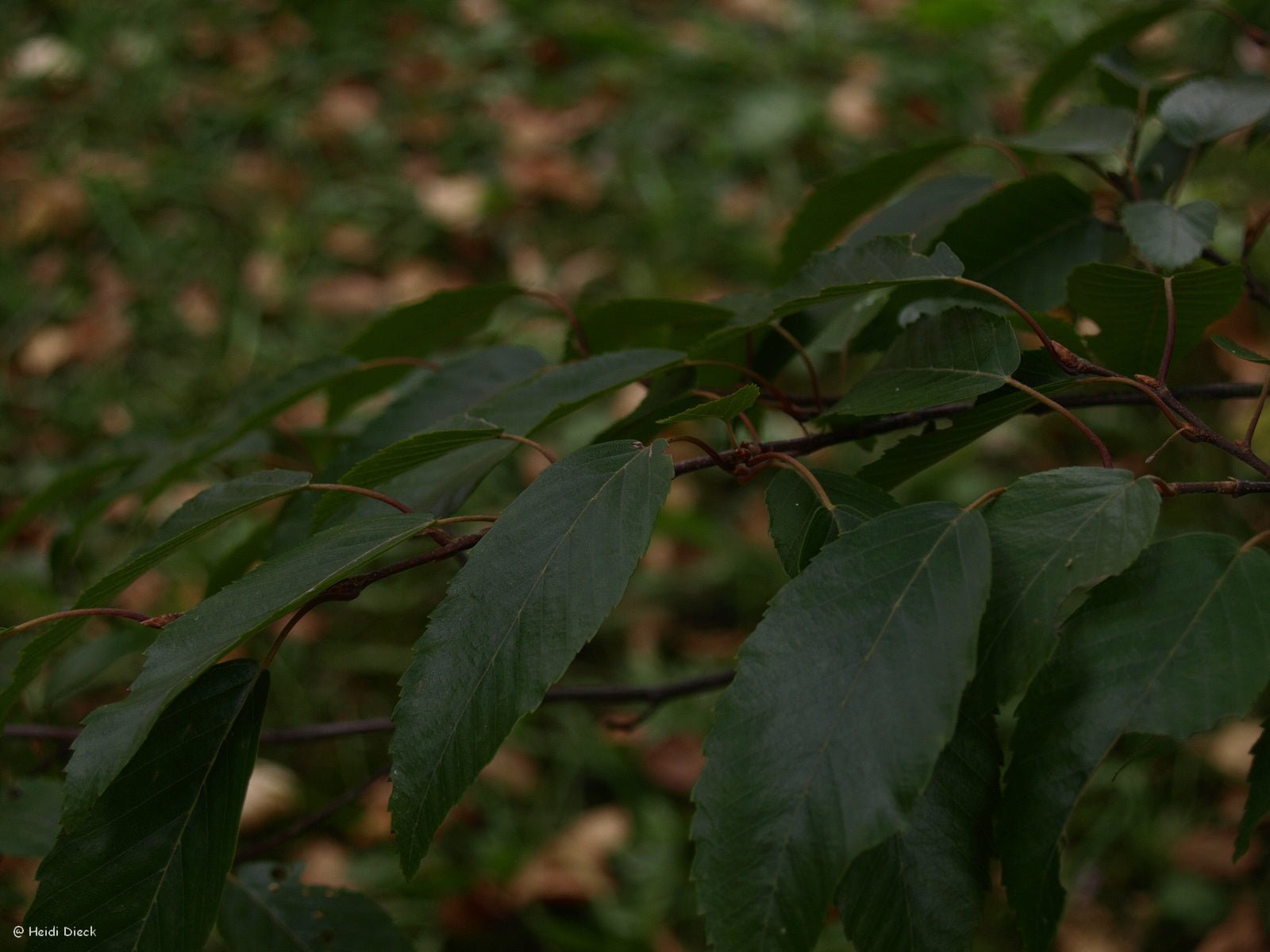 Carpinus henryana - Herrenkamper Gärten - Pflanzenraritäten