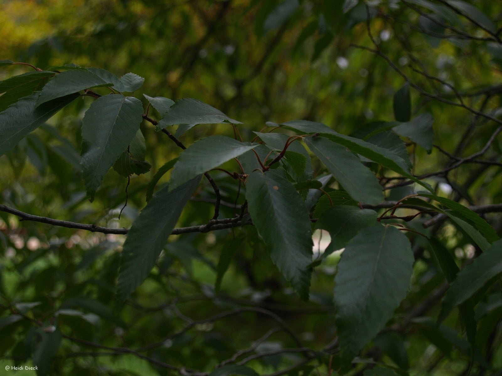 Carpinus henryana - Herrenkamper Gärten - Pflanzenraritäten