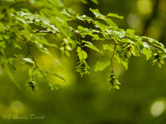 Carpinus orientalis - Herrenkamper Gärten - Pflanzenraritäten