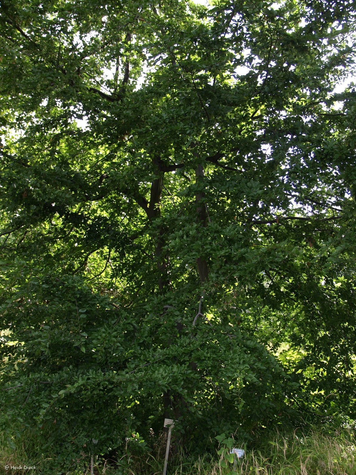 Carpinus orientalis - Herrenkamper Gärten - Pflanzenraritäten