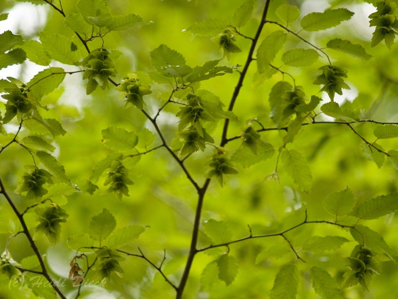 Carpinus orientalis - Herrenkamper Gärten - Pflanzenraritäten