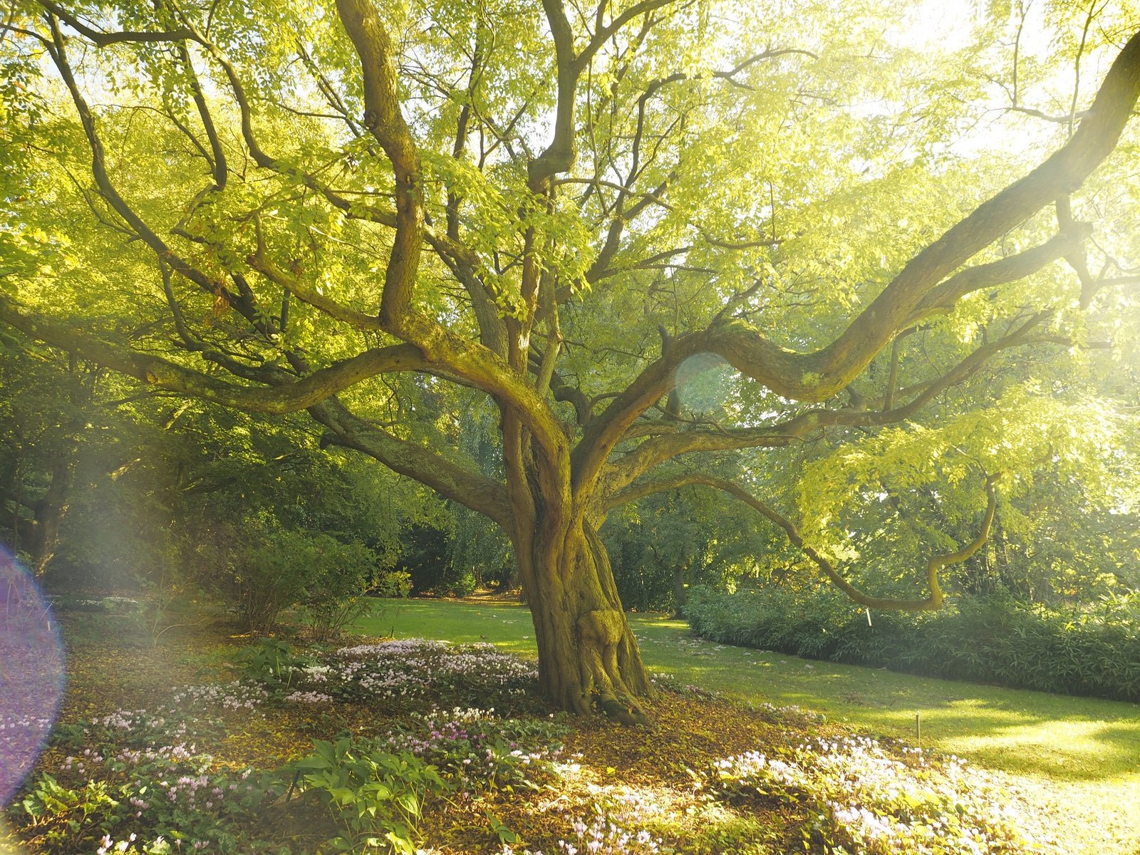 Carpinus turczaninovii - Herrenkamper Gärten - Pflanzenraritäten