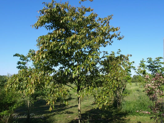 Carpinus turczaninovii - Herrenkamper Gärten - Pflanzenraritäten