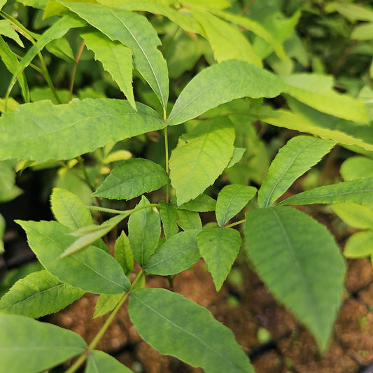 Carya aquatica - Herrenkamper Gärten - Pflanzenraritäten