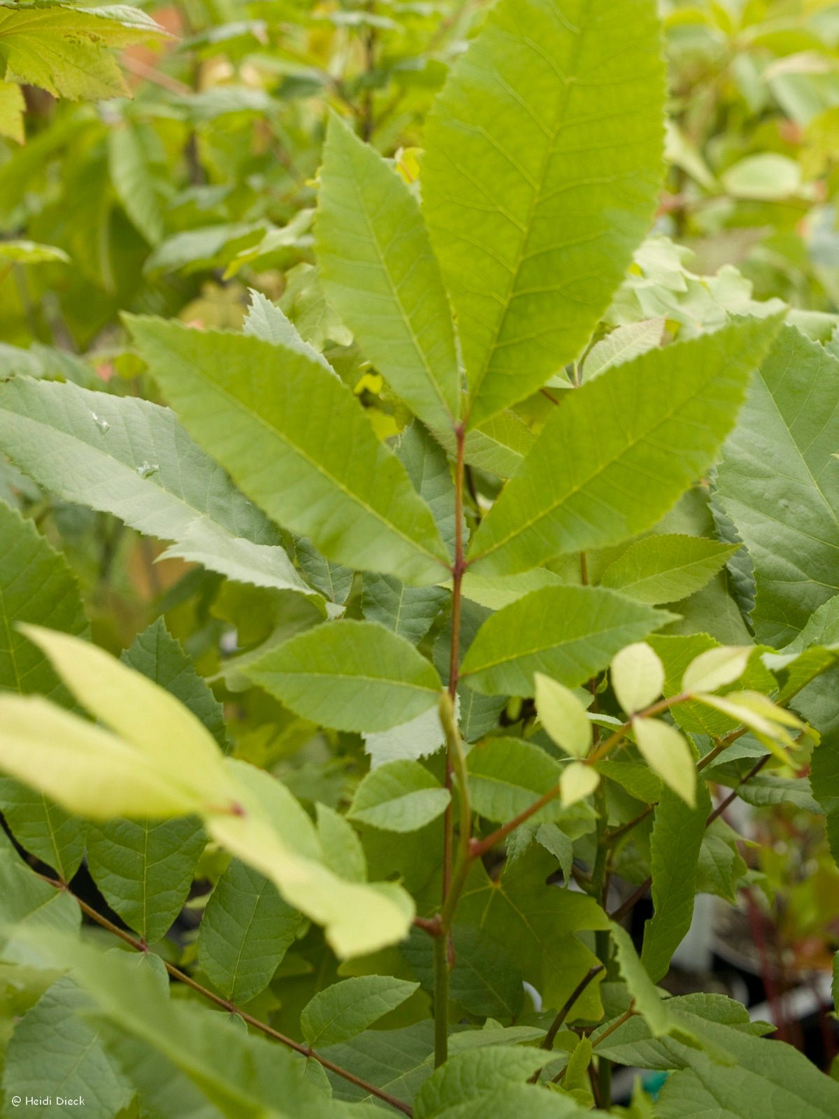 Carya illinoinensis - Herrenkamper Gärten - Pflanzenraritäten