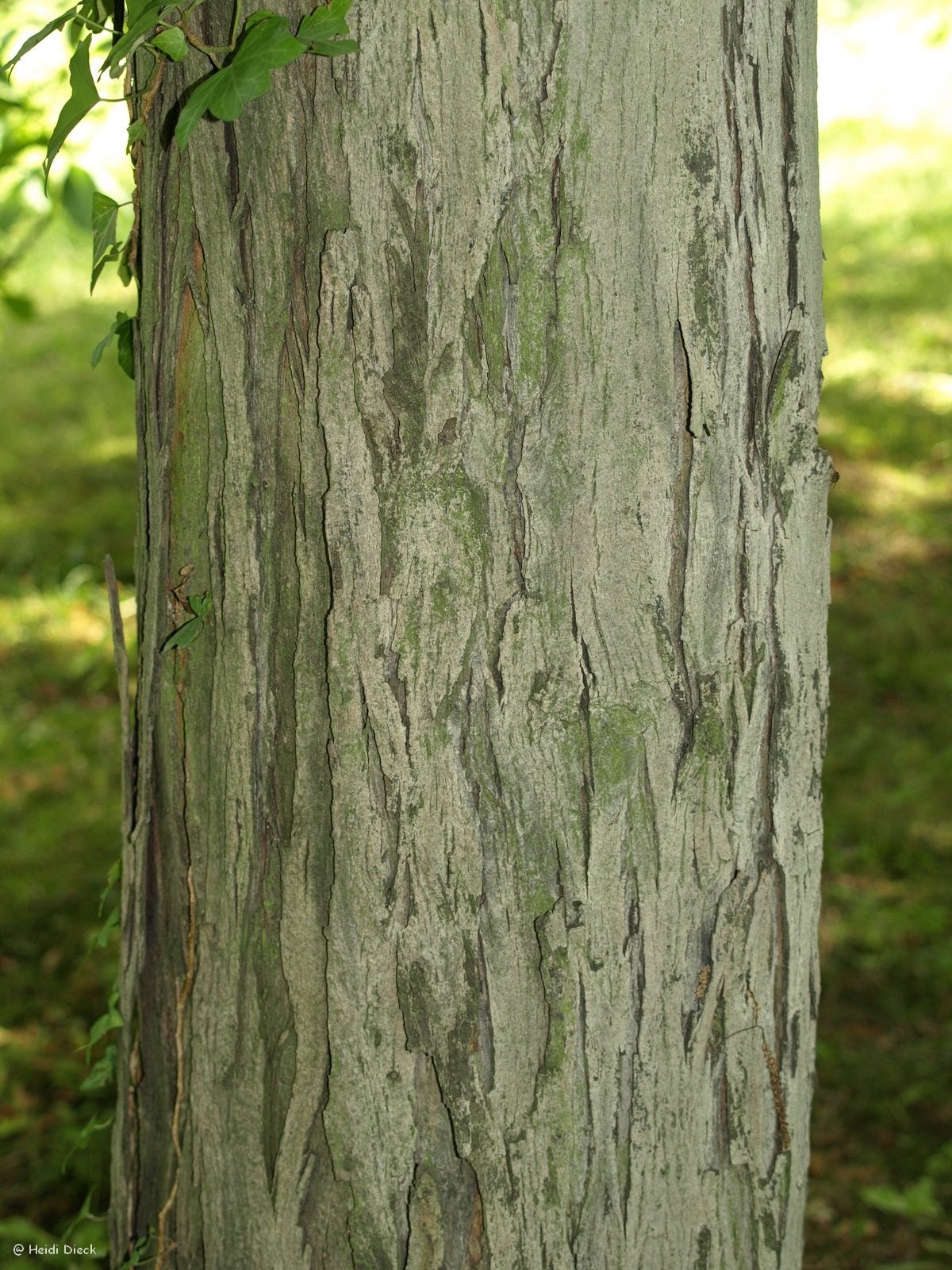 Carya ovata - Herrenkamper Gärten - Pflanzenraritäten