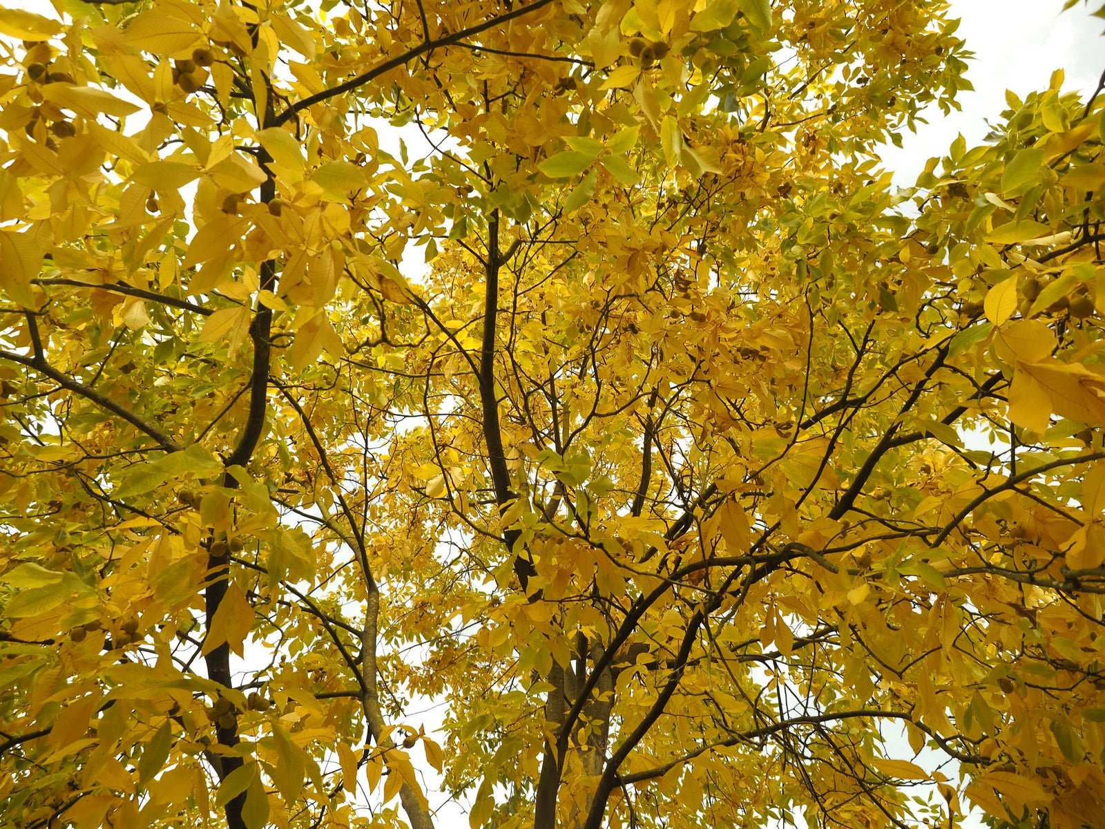 Carya ovata - Herrenkamper Gärten - Pflanzenraritäten