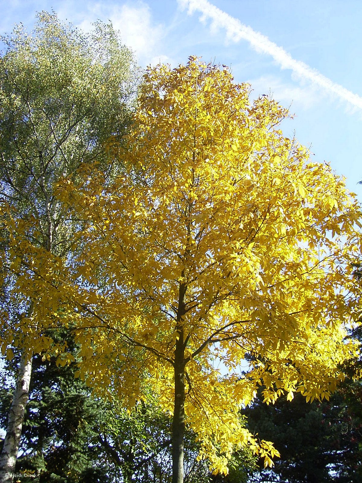 Carya ovata - Herrenkamper Gärten - Pflanzenraritäten