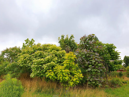 Catalpa bignonioides 'Aurea' - Herrenkamper Gärten - Pflanzenraritäten