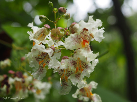 Catalpa erubescens (x) 'Purpurea' - Herrenkamper Gärten - Pflanzenraritäten