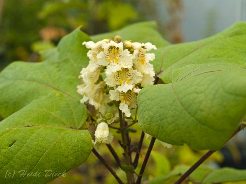 Catalpa ovata - Herrenkamper Gärten - Pflanzenraritäten