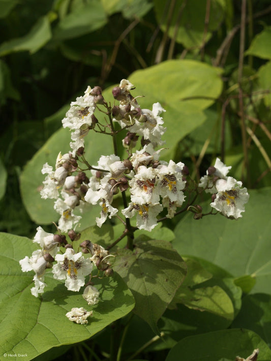 Catalpa speciosa - Herrenkamper Gärten - Pflanzenraritäten