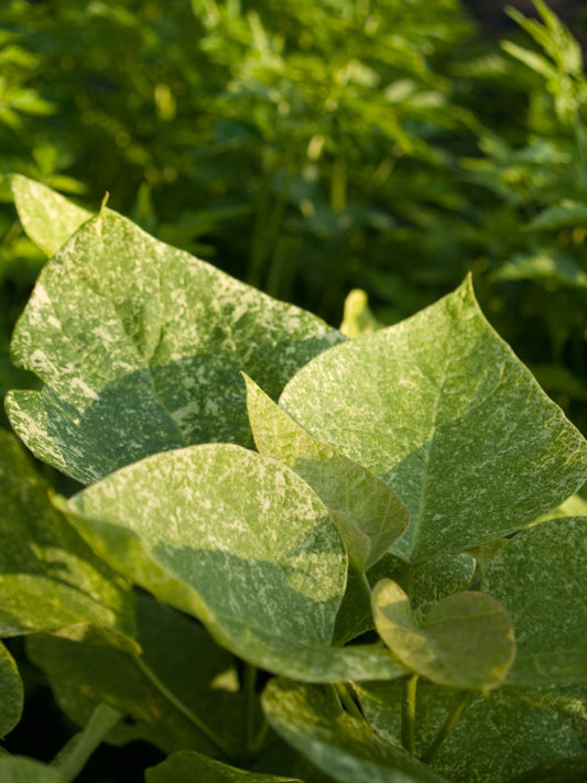 Catalpa speciosa 'Pulverulenta' - Herrenkamper Gärten - Pflanzenraritäten