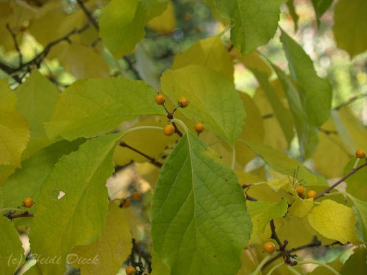 Celastrus scandens - Herrenkamper Gärten - Pflanzenraritäten