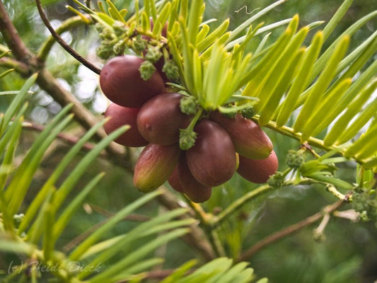 Cephalotaxus fortunei - Herrenkamper Gärten - Pflanzenraritäten