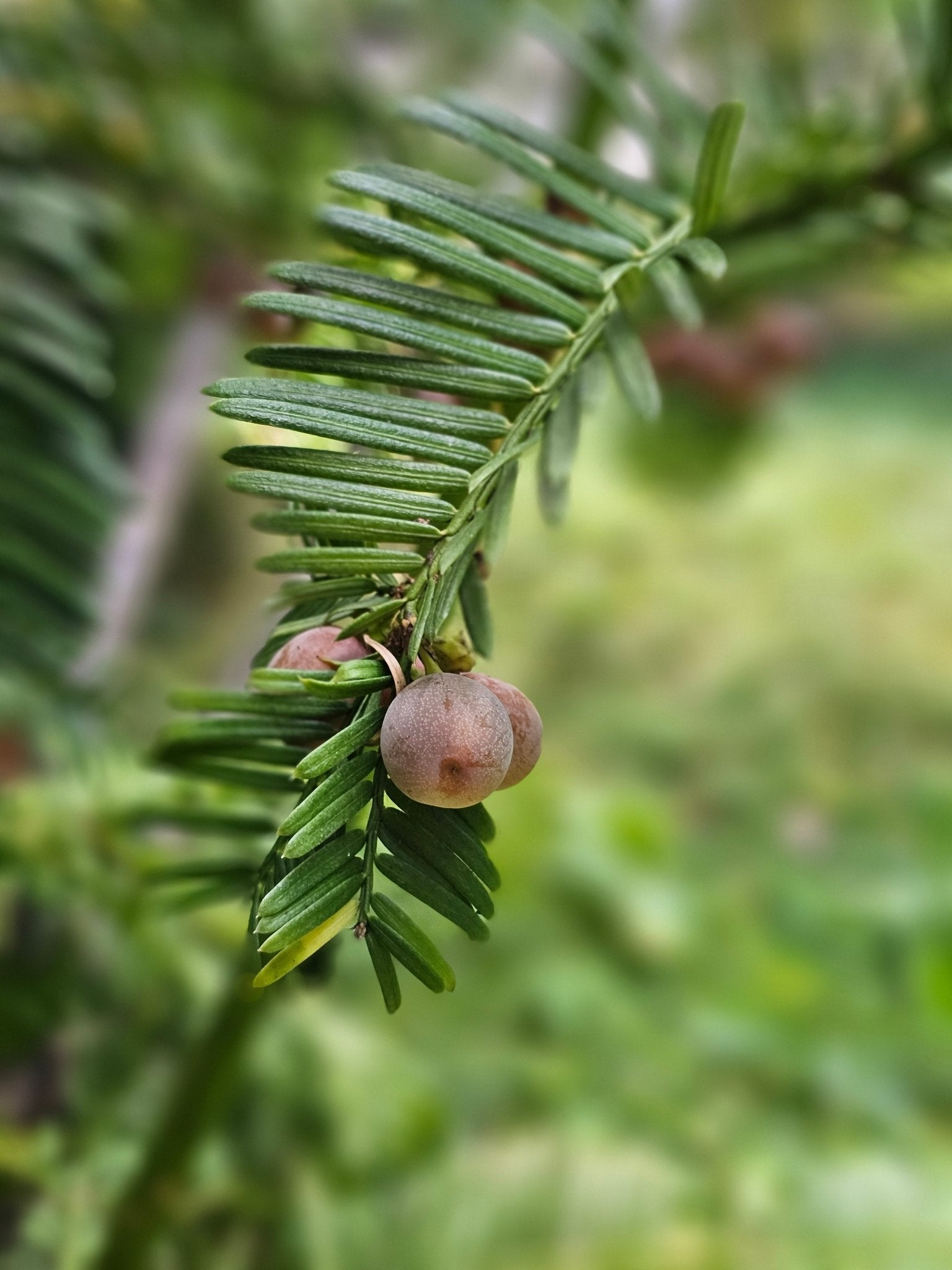 Cephalotaxus harringtonia var.koreana - Herrenkamper Gärten - Pflanzenraritäten
