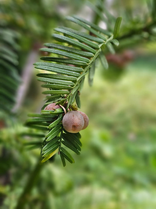 Cephalotaxus harringtonia var.koreana - Herrenkamper Gärten - Pflanzenraritäten